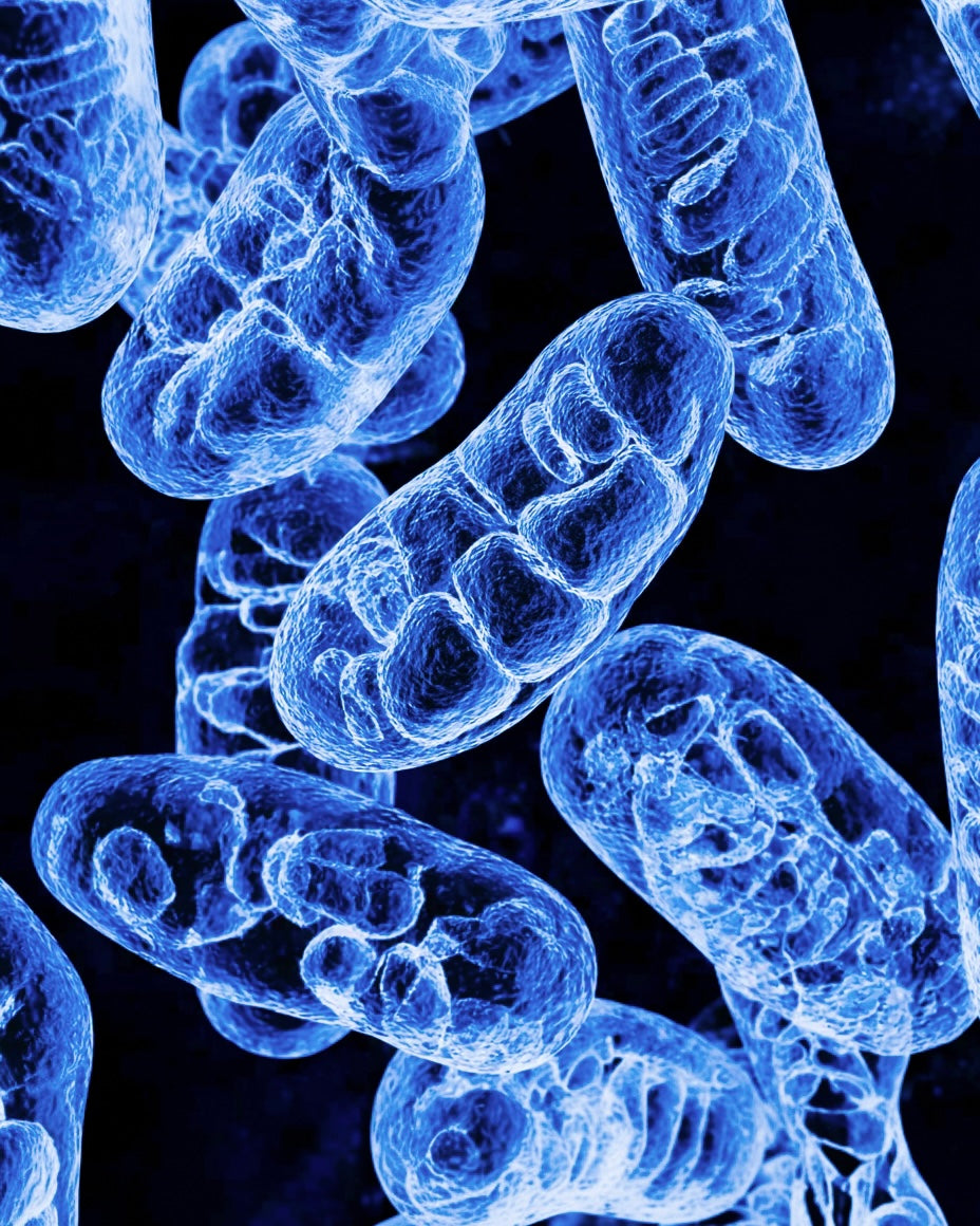 BioEon Methylene Blue Microscopic view of bacteria on a black background