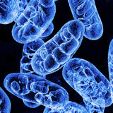 BioEon Methylene Blue Microscopic view of bacteria on a black background